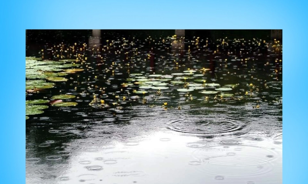 秋三年级语文上册《雨后》课件2 沪教版-沪教版小学三年级上册语文课件