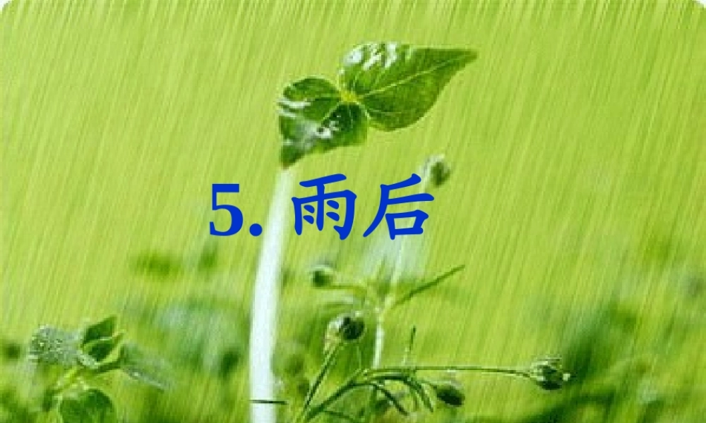 秋三年级语文上册《雨后》课件3 沪教版-沪教版小学三年级上册语文课件