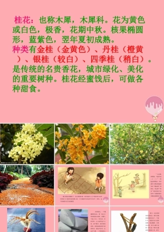 秋五年级语文上册 第7课 桂花雨课件1 新人教版-新人教版小学五年级上册语文课件