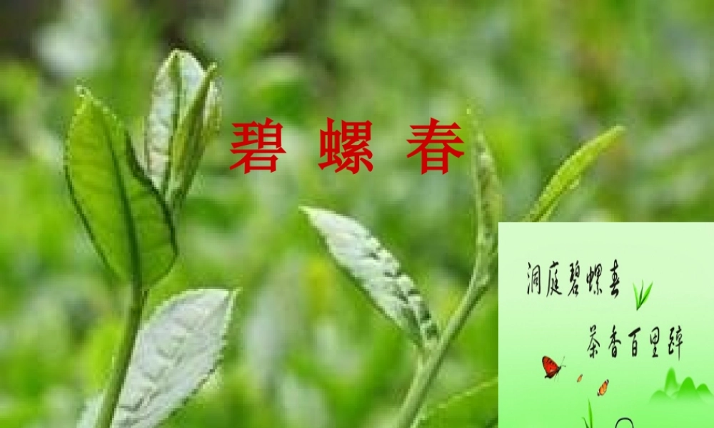 秋六年级语文上册《碧螺春》课件3 冀教版-冀教版小学六年级上册语文课件