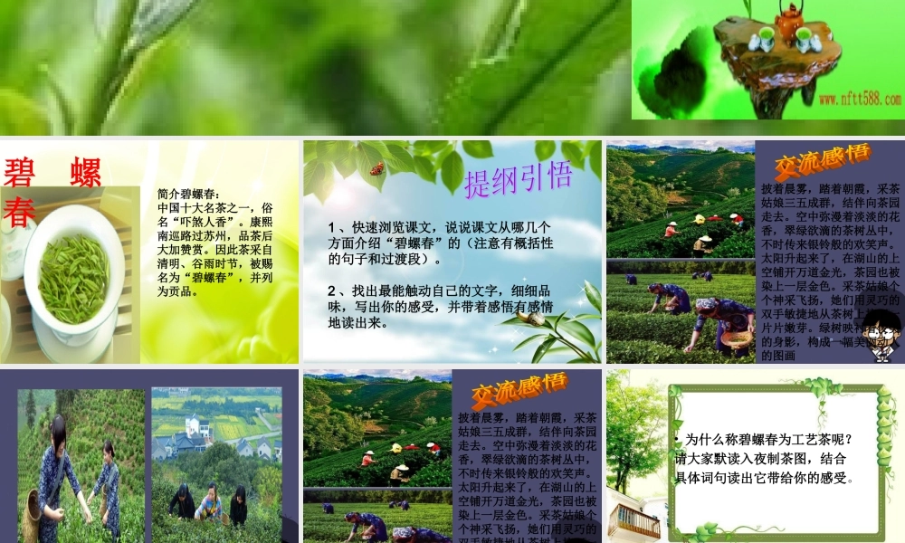 秋六年级语文上册《碧螺春》课件3 冀教版-冀教版小学六年级上册语文课件