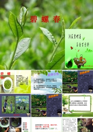 秋六年级语文上册《碧螺春》课件3 冀教版-冀教版小学六年级上册语文课件