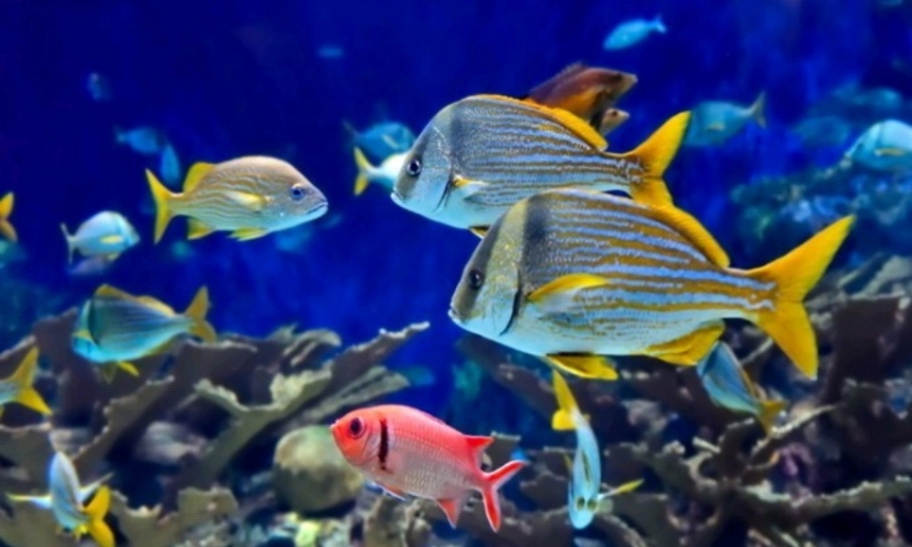 秋三年级语文上册《这条小鱼在乎》课件1 冀教版-冀教版小学三年级上册语文课件