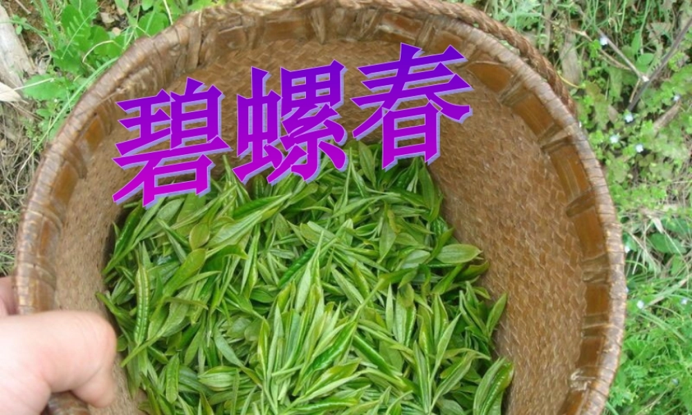 秋六年级语文上册《碧螺春》课件4 冀教版-冀教版小学六年级上册语文课件