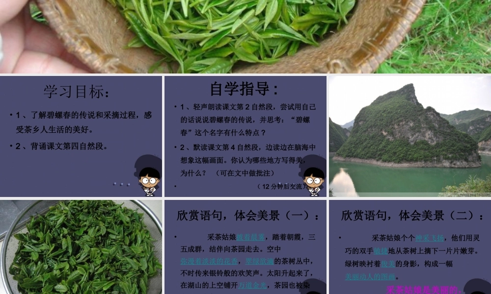 秋六年级语文上册《碧螺春》课件4 冀教版-冀教版小学六年级上册语文课件