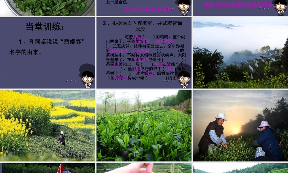 秋六年级语文上册《碧螺春》课件4 冀教版-冀教版小学六年级上册语文课件