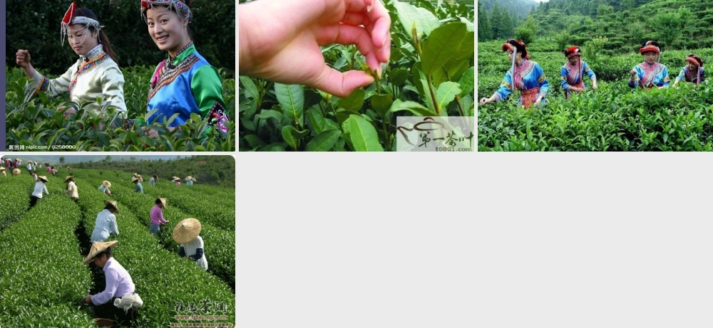 秋六年级语文上册《碧螺春》课件4 冀教版-冀教版小学六年级上册语文课件