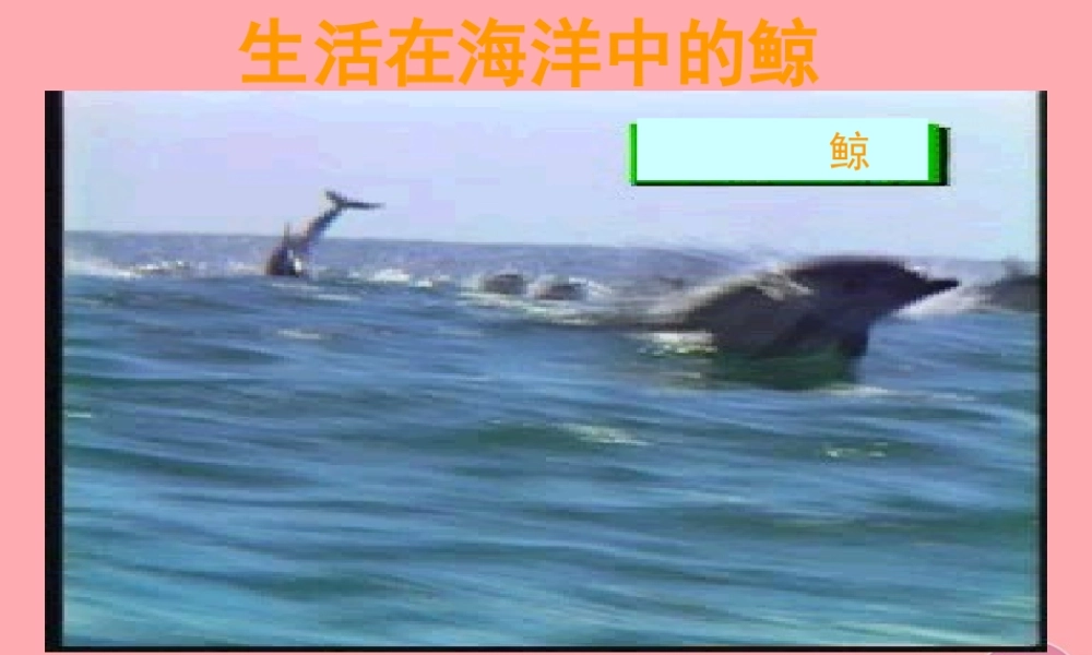 秋五年级语文上册 第9课 鲸课件2 新人教版-新人教版小学五年级上册语文课件