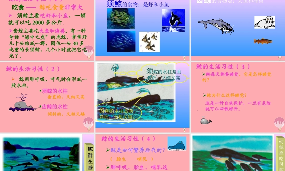 秋五年级语文上册 第9课 鲸课件2 新人教版-新人教版小学五年级上册语文课件