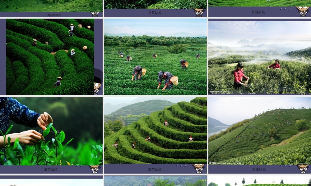 秋六年级语文上册《碧螺春》课件5 冀教版-冀教版小学六年级上册语文课件