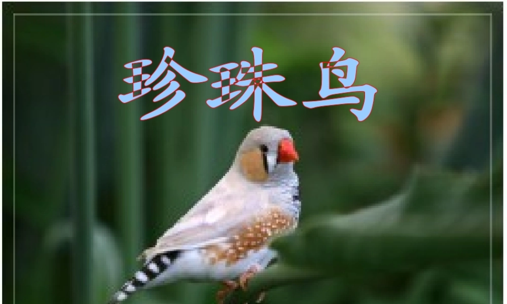 秋五年级语文上册 第16课 珍珠鸟课件2 新人教版-新人教版小学五年级上册语文课件