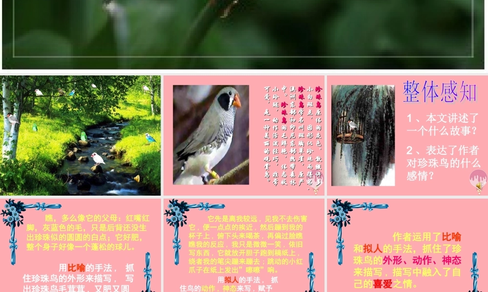 秋五年级语文上册 第16课 珍珠鸟课件2 新人教版-新人教版小学五年级上册语文课件