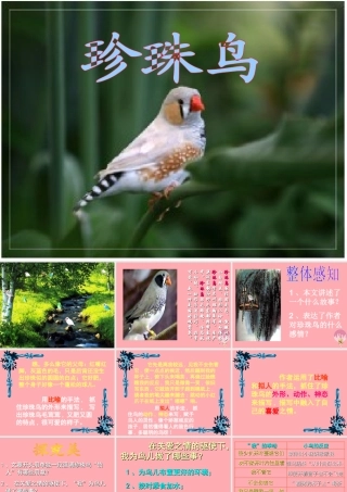 秋五年级语文上册 第16课 珍珠鸟课件2 新人教版-新人教版小学五年级上册语文课件