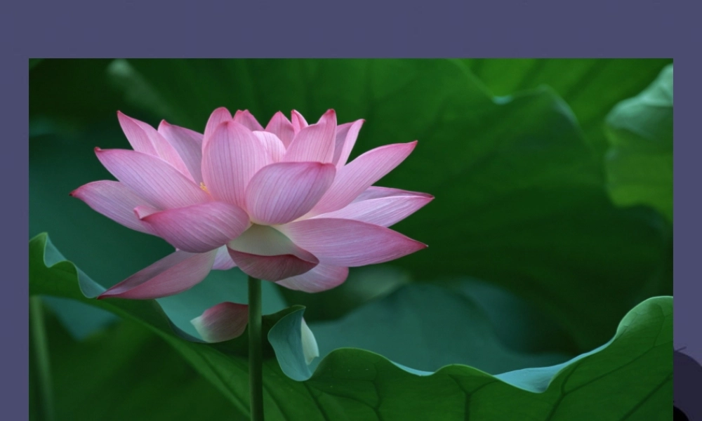 秋三年级语文上册《走进大自然》课件2 冀教版-冀教版小学三年级上册语文课件