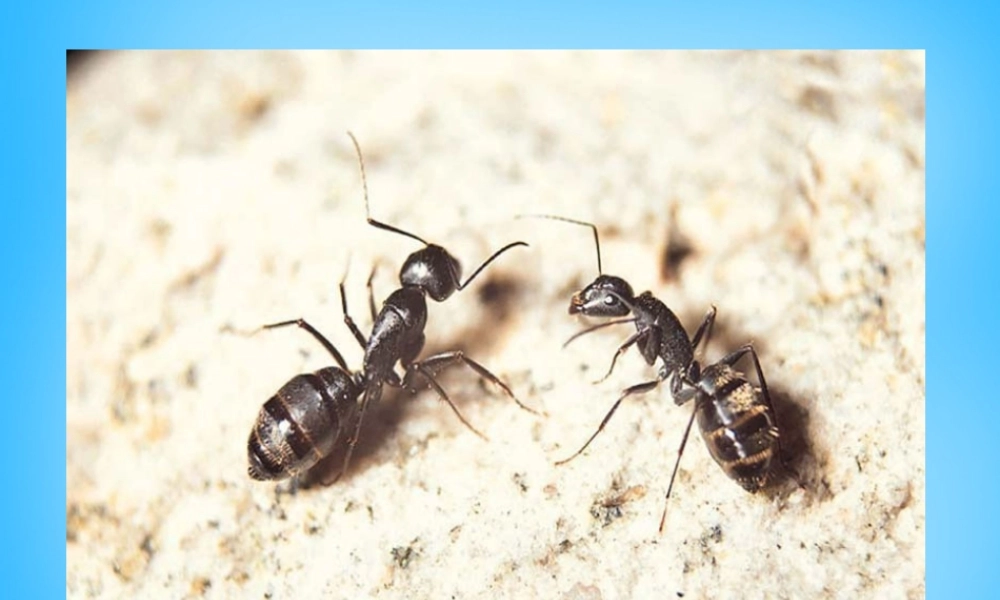 秋三年级语文上册《走路的奥秘》课件2 沪教版-沪教版小学三年级上册语文课件