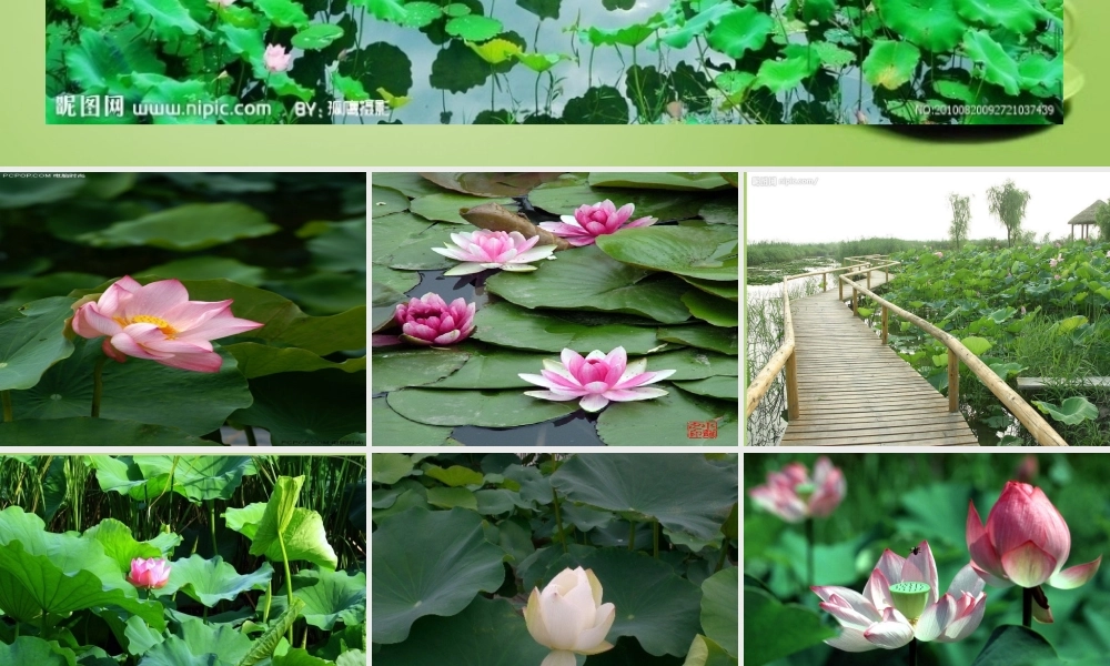 秋六年级语文上册《荷塘旧事》课件2 北师大版-北师大版小学六年级上册语文课件