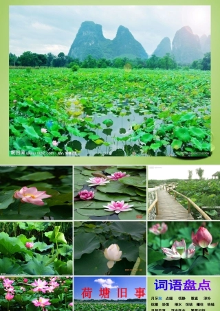 秋六年级语文上册《荷塘旧事》课件2 北师大版-北师大版小学六年级上册语文课件