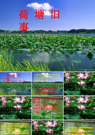 秋六年级语文上册《荷塘旧事》课件4 北师大版-北师大版小学六年级上册语文课件