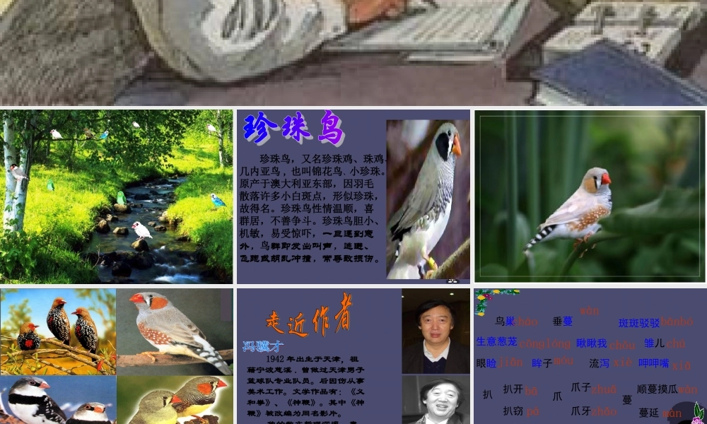 秋五年级语文上册《珍珠鸟》课件1 冀教版-冀教版小学五年级上册语文课件