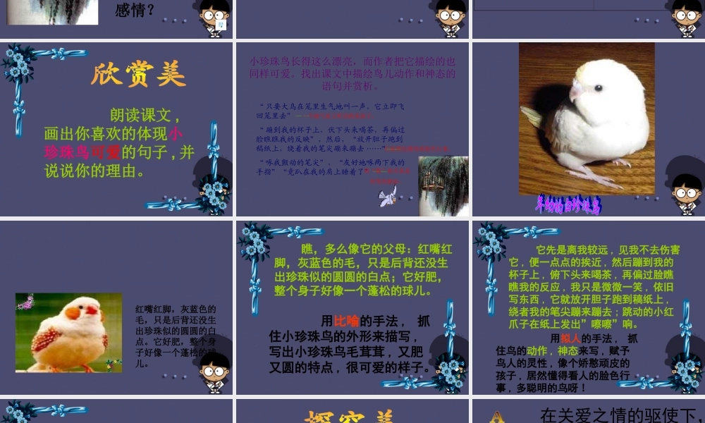 秋五年级语文上册《珍珠鸟》课件2 冀教版-冀教版小学五年级上册语文课件