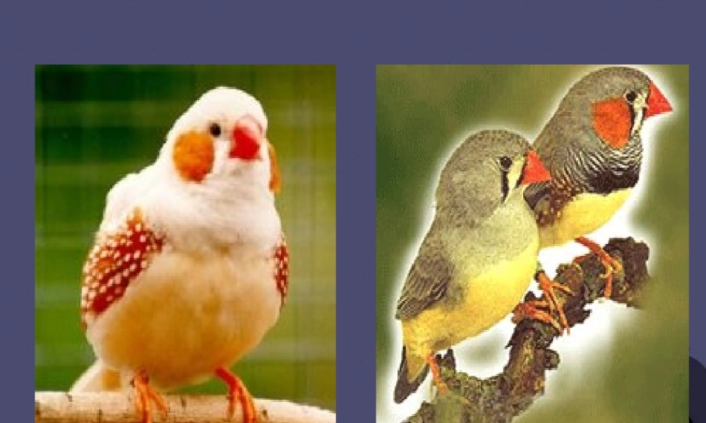 秋五年级语文上册《珍珠鸟》课件4 冀教版-冀教版小学五年级上册语文课件