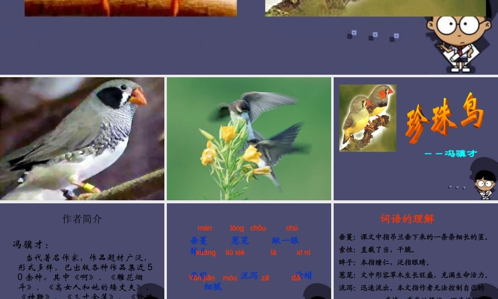 秋五年级语文上册《珍珠鸟》课件4 冀教版-冀教版小学五年级上册语文课件