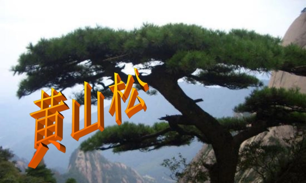 秋六年级语文上册《黄山松》课件2 北师大版-北师大版小学六年级上册语文课件