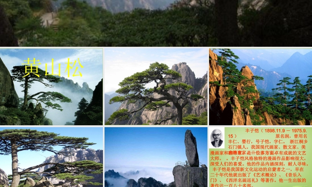 秋六年级语文上册《黄山松》课件2 北师大版-北师大版小学六年级上册语文课件