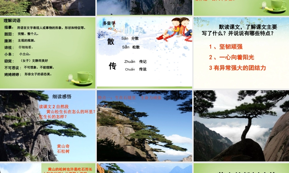 秋六年级语文上册《黄山松》课件2 北师大版-北师大版小学六年级上册语文课件