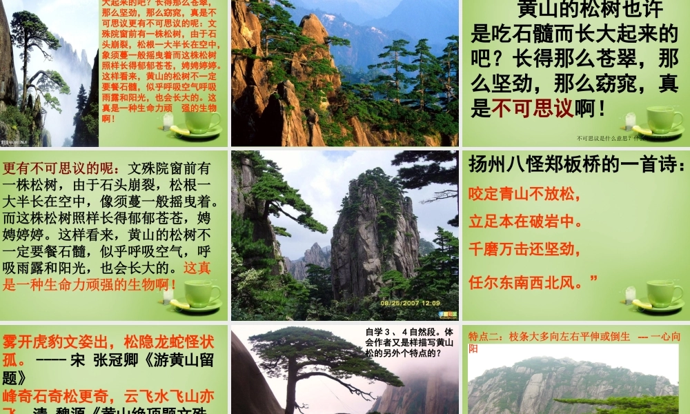 秋六年级语文上册《黄山松》课件2 北师大版-北师大版小学六年级上册语文课件