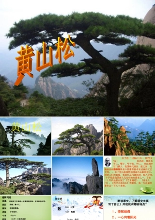 秋六年级语文上册《黄山松》课件2 北师大版-北师大版小学六年级上册语文课件