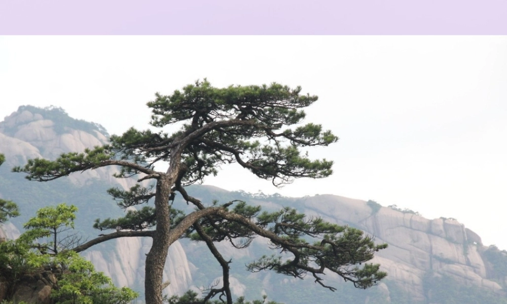 秋六年级语文上册 第八单元 岁寒三友 38 题长松图教学课件 北师大版-北师大版小学六年级上册语文课件