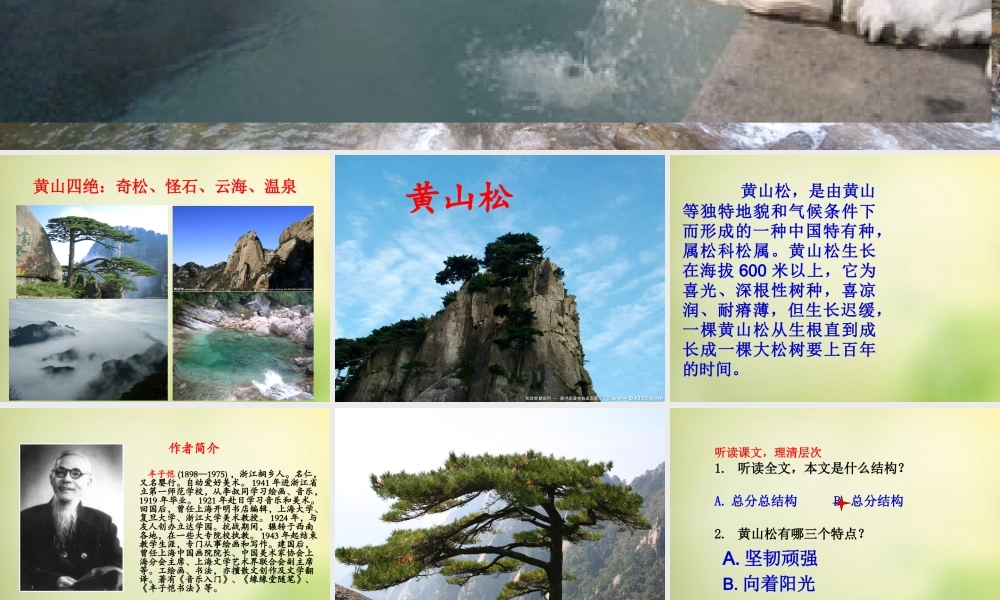 秋六年级语文上册《黄山松》课件3 北师大版-北师大版小学六年级上册语文课件