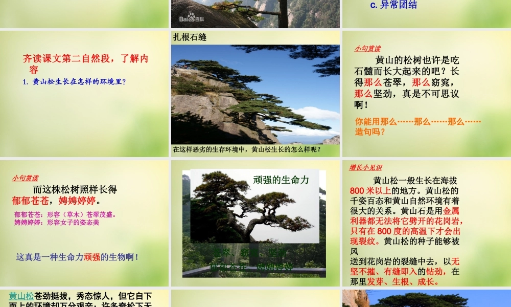 秋六年级语文上册《黄山松》课件3 北师大版-北师大版小学六年级上册语文课件