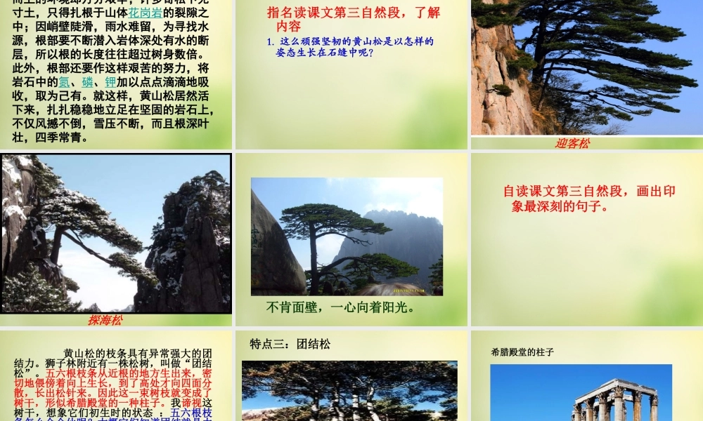 秋六年级语文上册《黄山松》课件3 北师大版-北师大版小学六年级上册语文课件