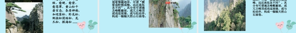 秋六年级语文上册 第八单元 岁寒三友 39 黄山松教学课件 北师大版-北师大版小学六年级上册语文课件