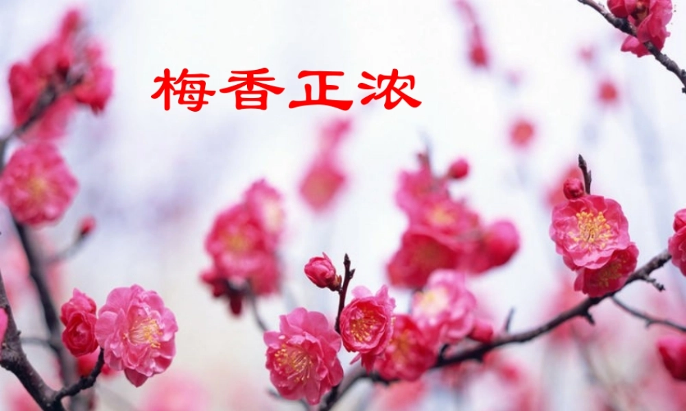 秋六年级语文上册《梅香正浓》课件2 北师大版-北师大版小学六年级上册语文课件