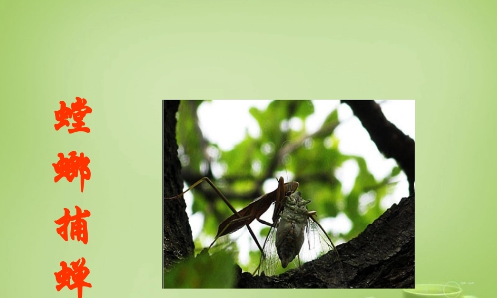 秋六年级语文上册《螳螂捕蝉》课件3 北师大版-北师大版小学六年级上册语文课件