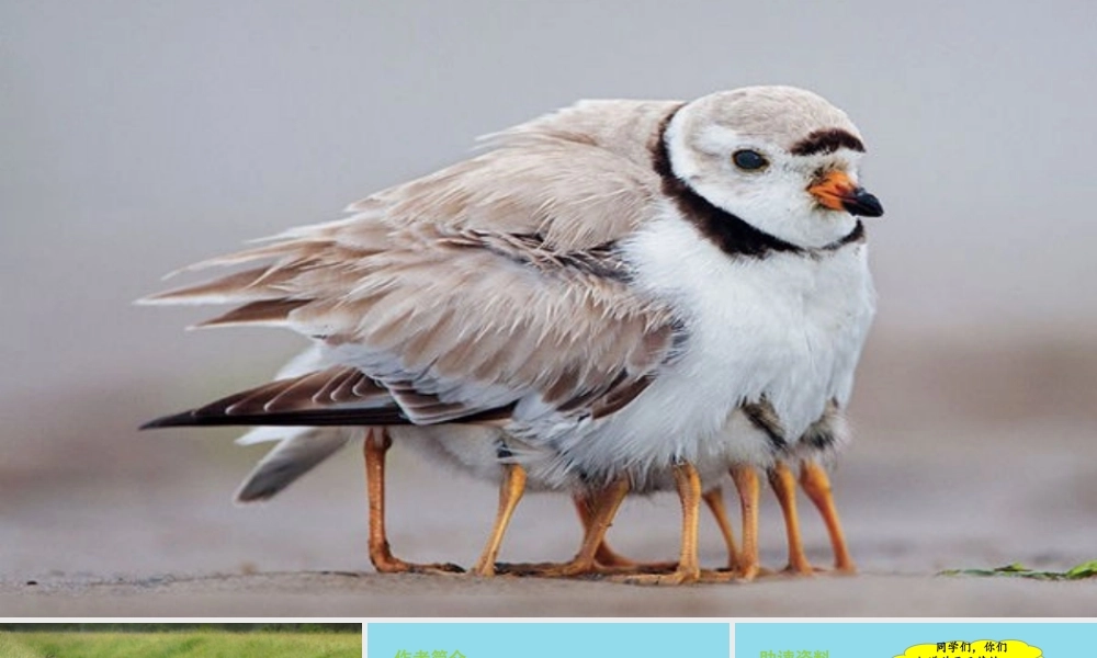 秋五年级语文上册 第六单元 第20课“精彩极了”和“糟糕透了”教学课件 新人教版-新人教版小学五年级上册语文课件