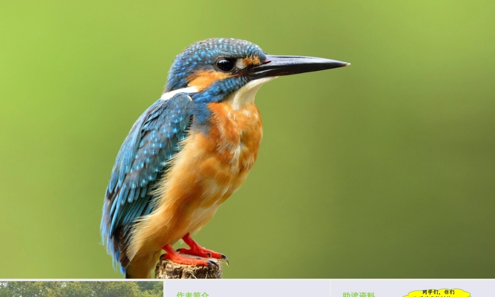 秋五年级语文上册 第七单元 第23课 鸟的天堂教学课件 新人教版-新人教版小学五年级上册语文课件