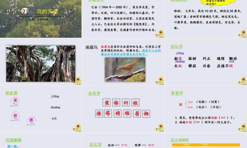 秋五年级语文上册 第七单元 第23课 鸟的天堂教学课件 新人教版-新人教版小学五年级上册语文课件