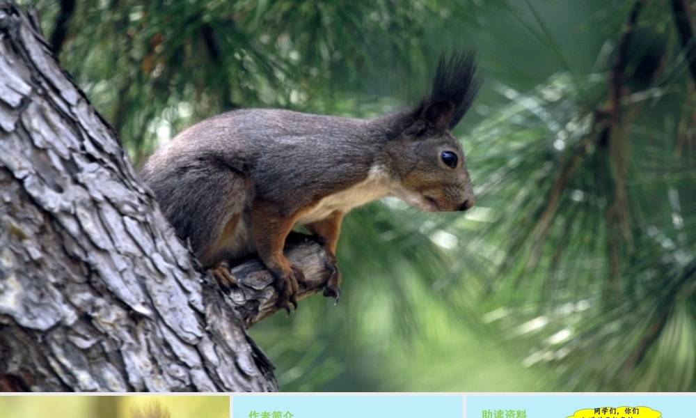 秋五年级语文上册 第五单元 第17课 松鼠教学课件 新人教版-新人教版小学五年级上册语文课件