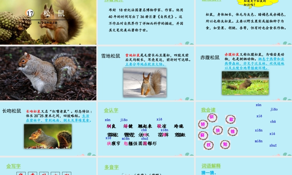 秋五年级语文上册 第五单元 第17课 松鼠教学课件 新人教版-新人教版小学五年级上册语文课件