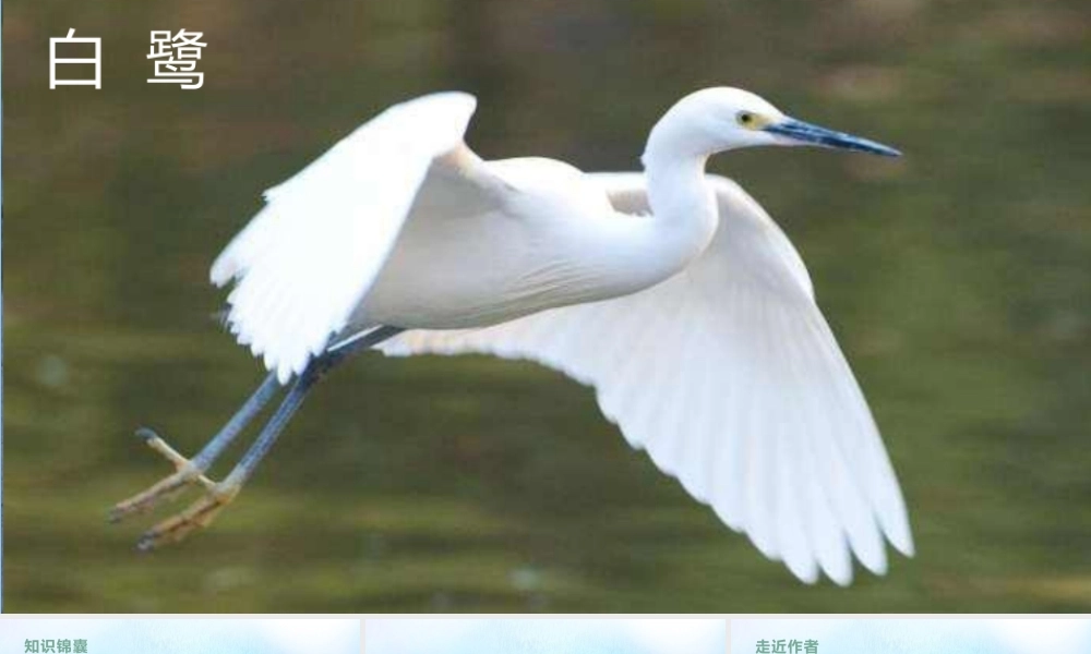 秋五年级语文上册 第一单元 1 白鹭上课课件 新人教版-新人教版小学五年级上册语文课件