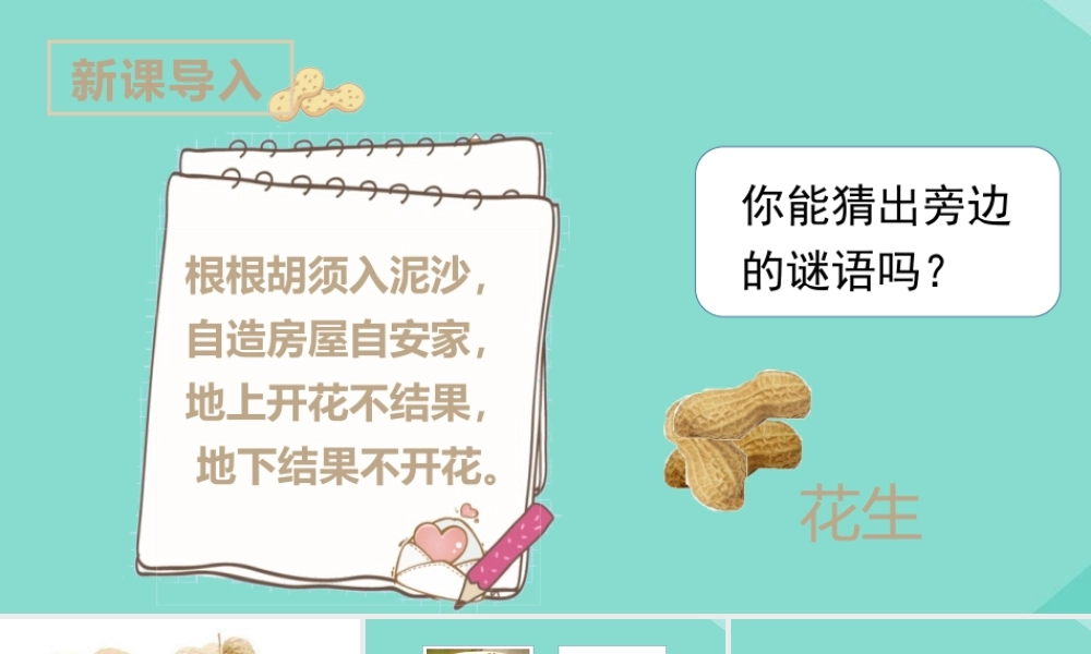 秋五年级语文上册 第一单元 2 落花生上课课件 新人教版-新人教版小学五年级上册语文课件