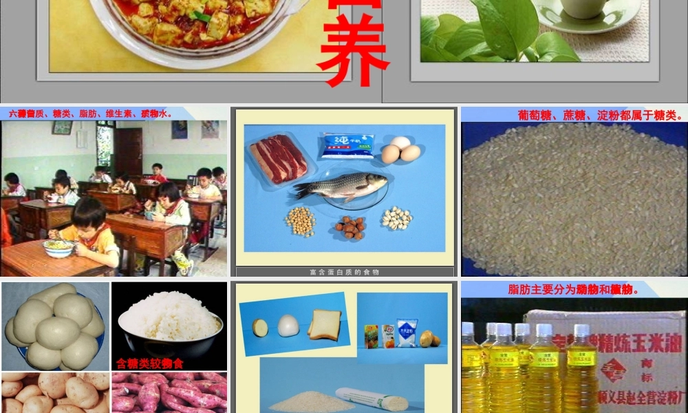 秋四年级科学上册 2.2《食物中的营养》课件1 大象版-大象版小学四年级上册自然科学课件