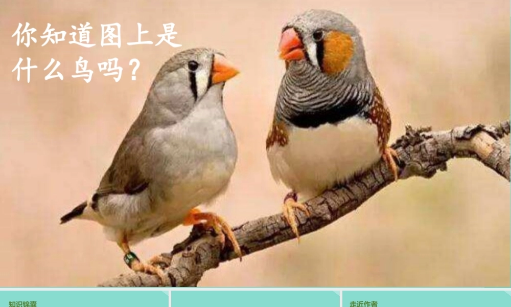 秋五年级语文上册 第一单元 4 珍珠鸟上课课件 新人教版-新人教版小学五年级上册语文课件