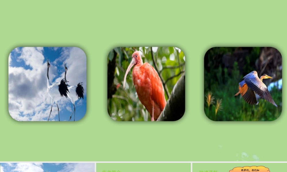 秋五年级语文上册 第一单元 第1课 白鹭教学课件 新人教版-新人教版小学五年级上册语文课件