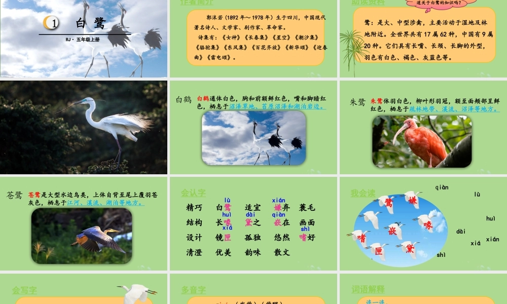 秋五年级语文上册 第一单元 第1课 白鹭教学课件 新人教版-新人教版小学五年级上册语文课件