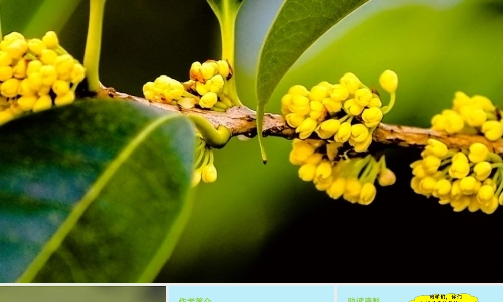 秋五年级语文上册 第一单元 第3课 桂花雨教学课件 新人教版-新人教版小学五年级上册语文课件